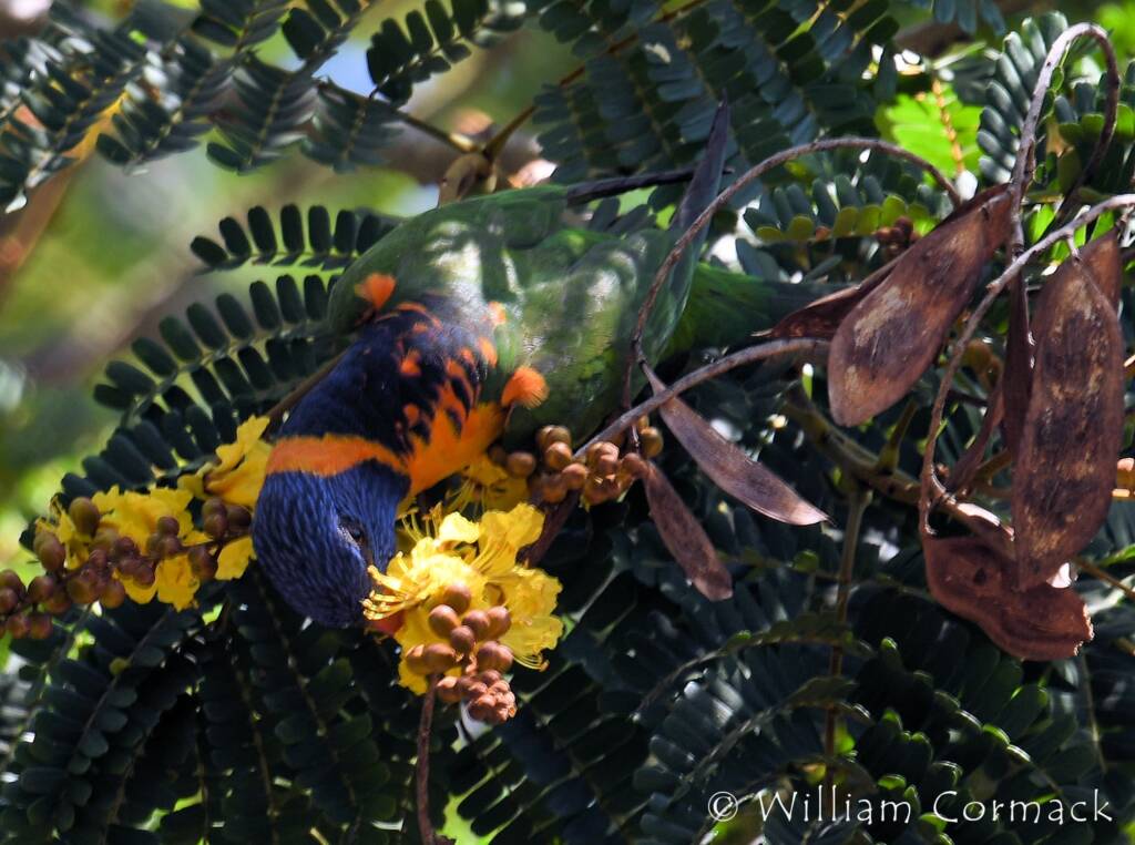 Red-collared Lorikeet (Trichoglossus rubritorquis)
