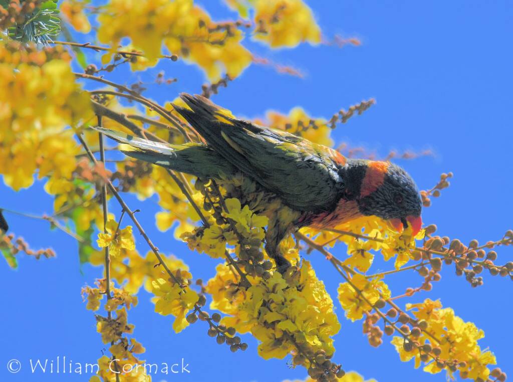 Red-collared Lorikeet (Trichoglossus rubritorquis)
