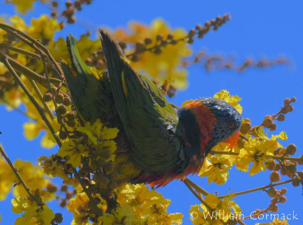 Red-collared Lorikeet (Trichoglossus rubritorquis)