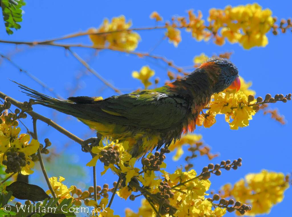 Red-collared Lorikeet (Trichoglossus rubritorquis)