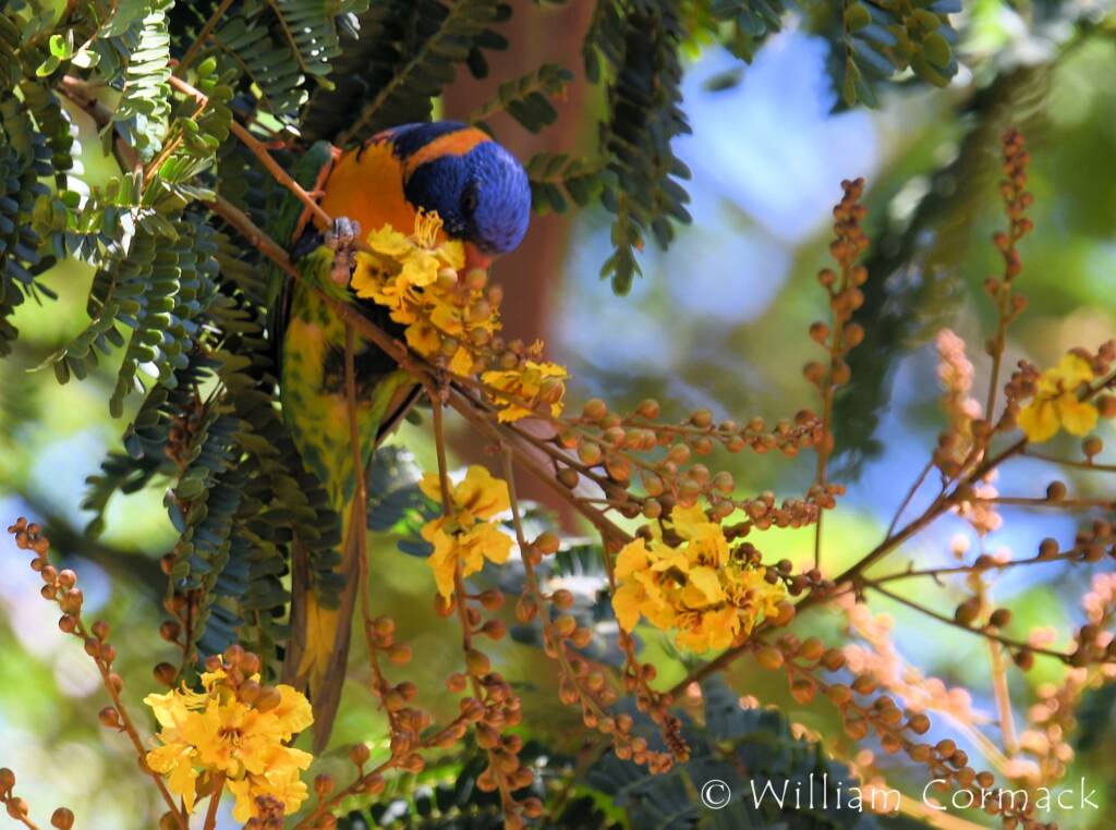 Red-collared Lorikeet (Trichoglossus rubritorquis)
