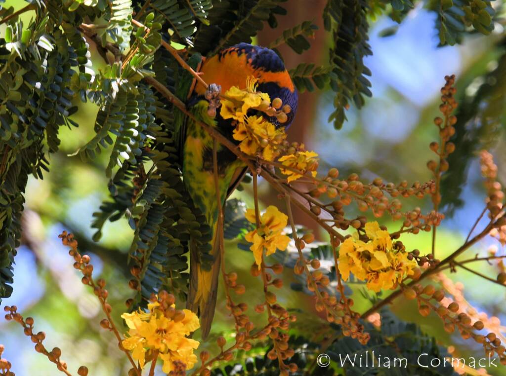 Red-collared Lorikeet (Trichoglossus rubritorquis)