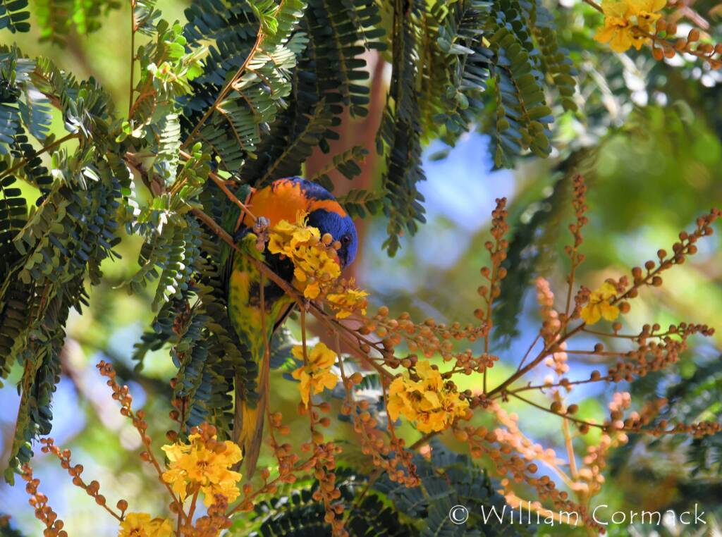 Red-collared Lorikeet (Trichoglossus rubritorquis)