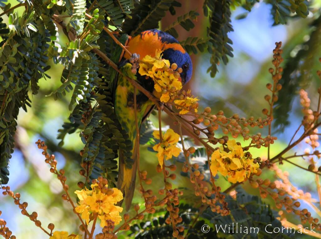 Red-collared Lorikeet (Trichoglossus rubritorquis)