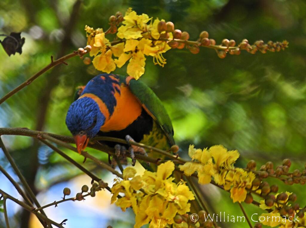 Red-collared Lorikeet (Trichoglossus rubritorquis)