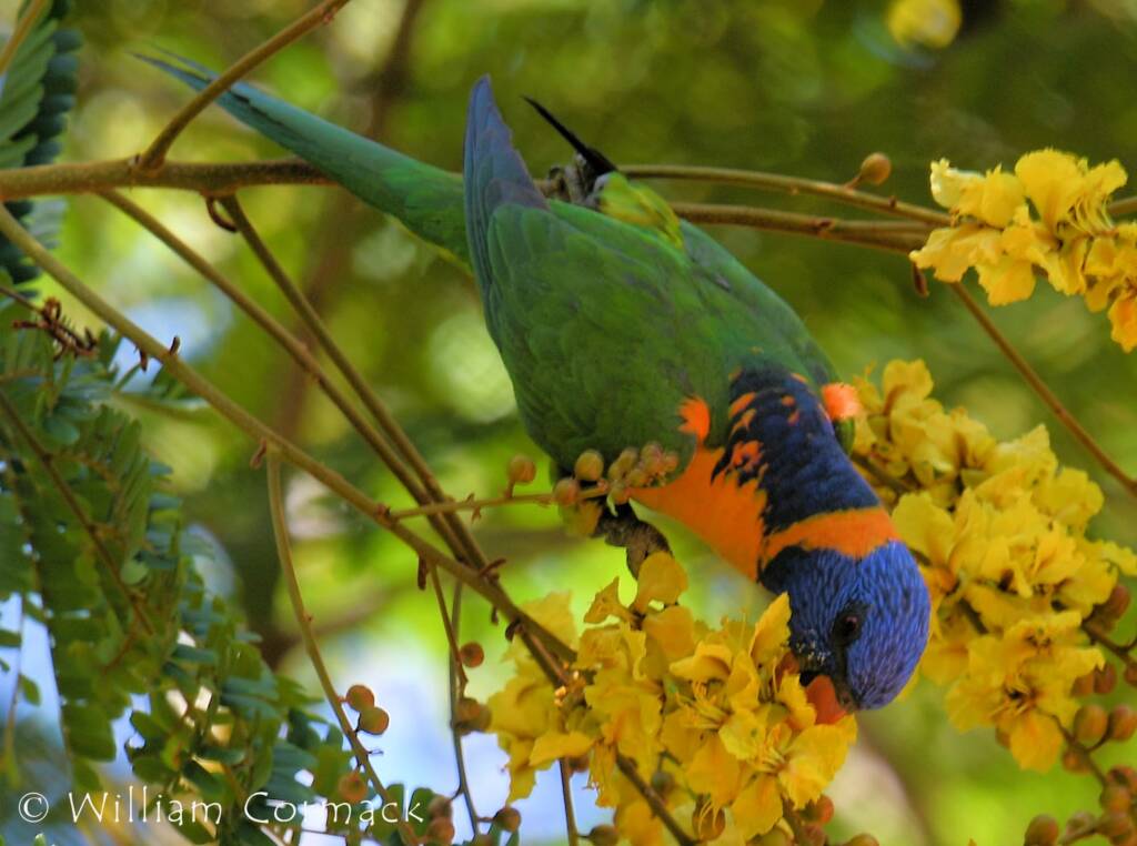 Red-collared Lorikeet (Trichoglossus rubritorquis)