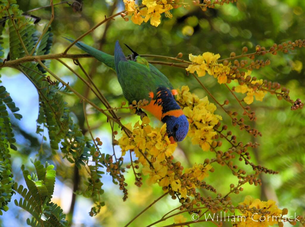 Red-collared Lorikeet (Trichoglossus rubritorquis)