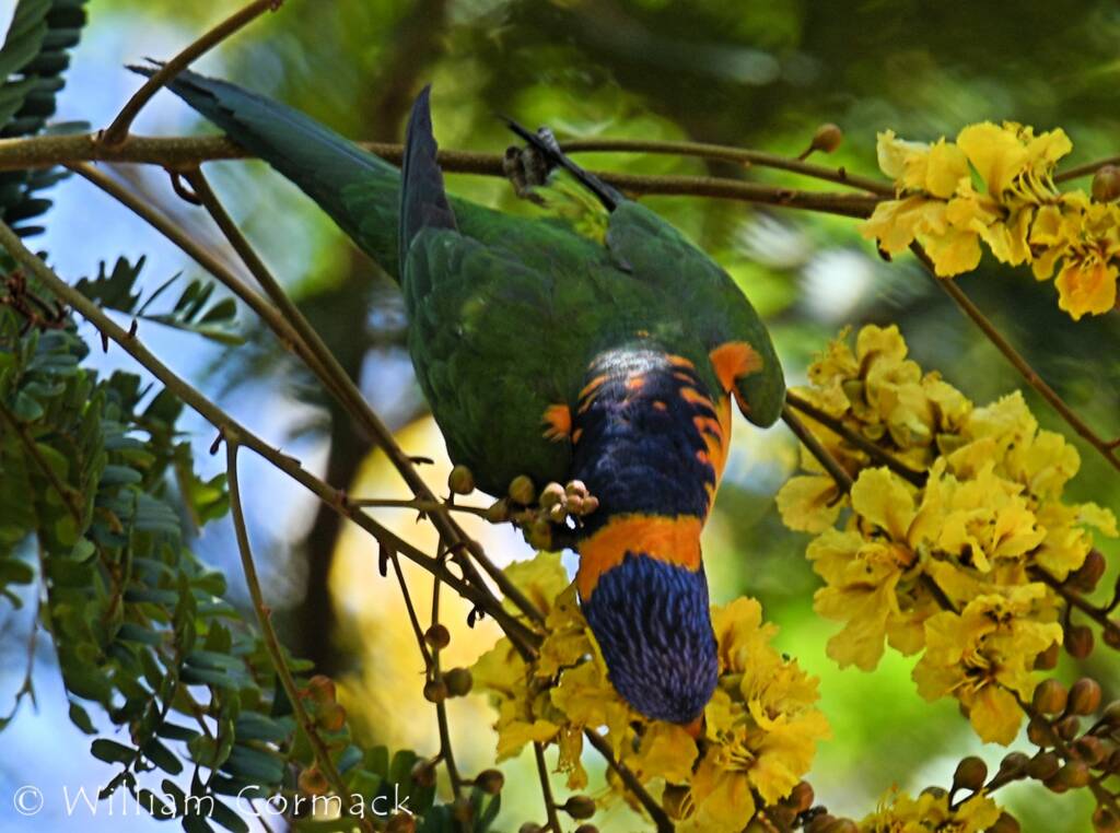 Red-collared Lorikeet (Trichoglossus rubritorquis)