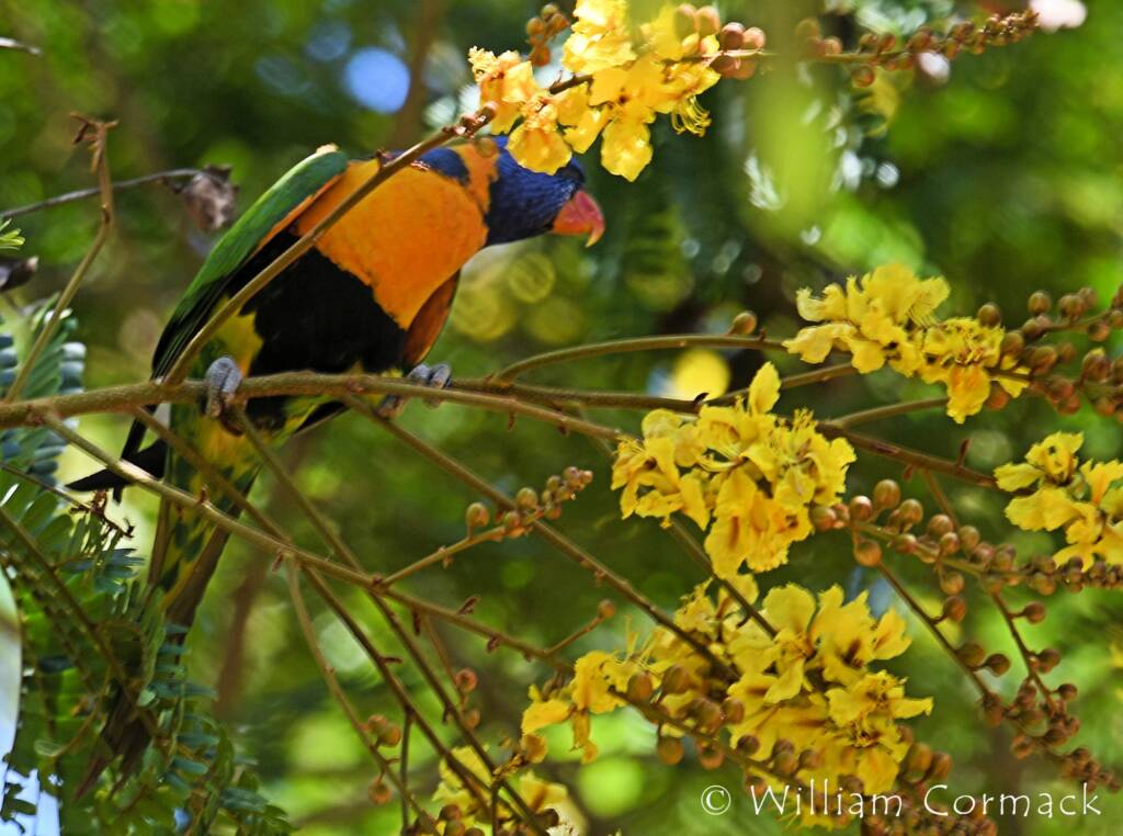 Red-collared Lorikeet (Trichoglossus rubritorquis)