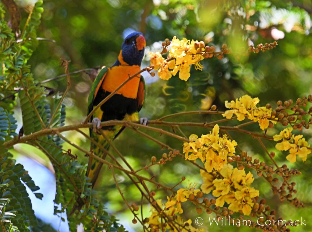 Red-collared Lorikeet (Trichoglossus rubritorquis)