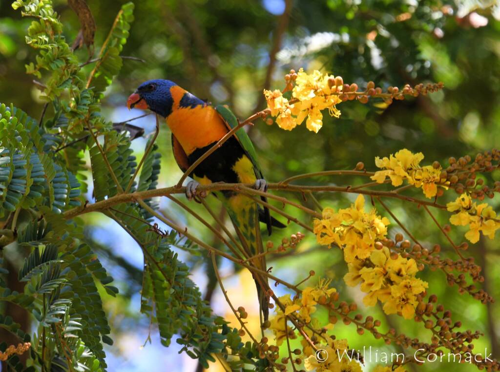 Red-collared Lorikeet (Trichoglossus rubritorquis)