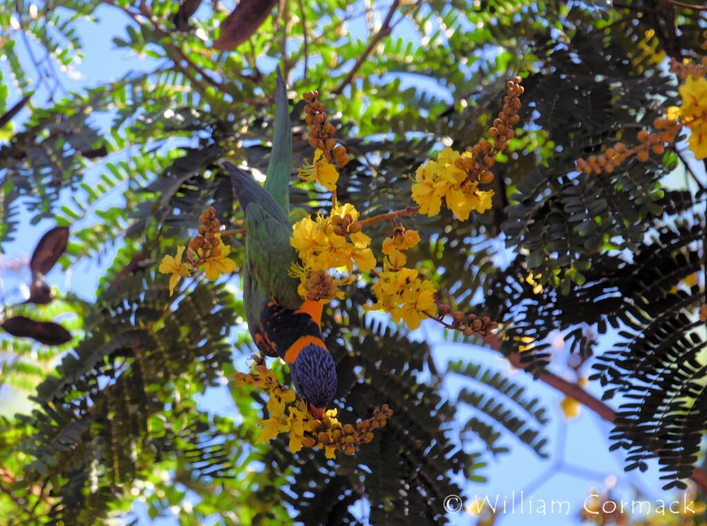 Red-collared Lorikeet (Trichoglossus rubritorquis)
