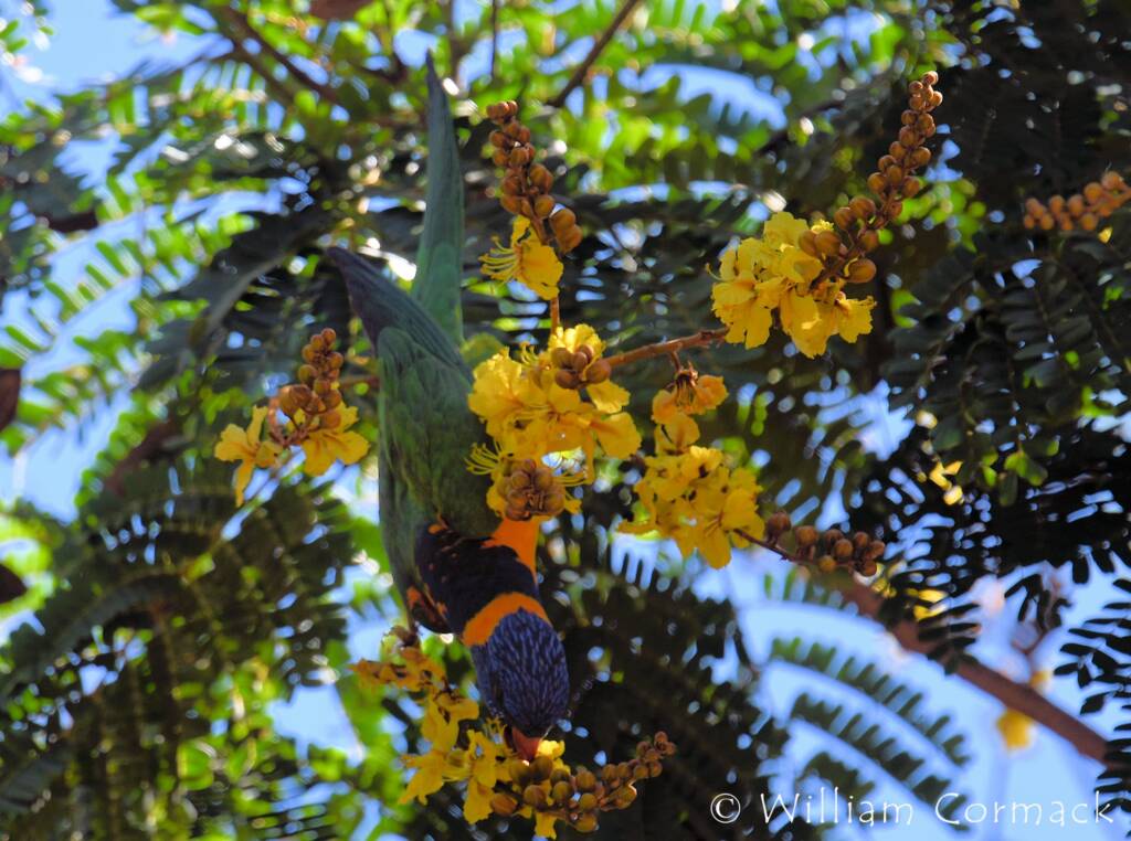 Red-collared Lorikeet (Trichoglossus rubritorquis)