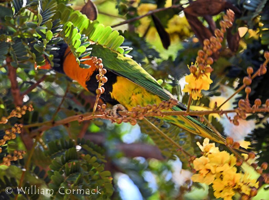 Red-collared Lorikeet (Trichoglossus rubritorquis)