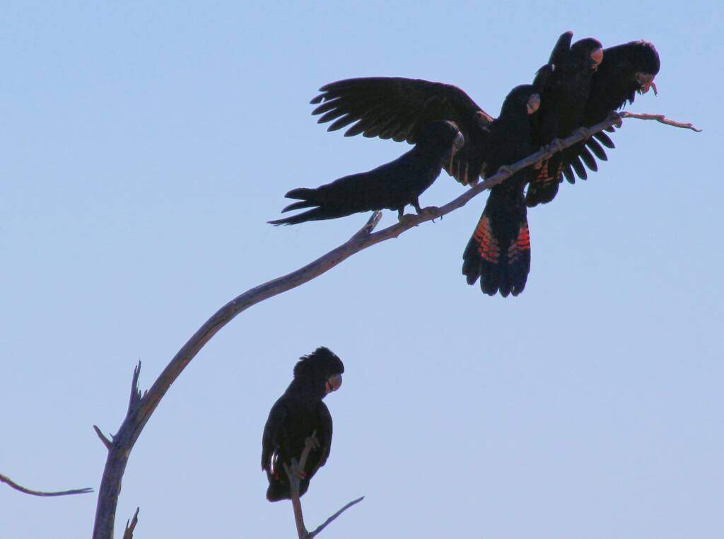Red-tailed Black Cockatoo (Calyptorhynchus banksii)