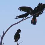 Red-tailed Black Cockatoo (Calyptorhynchus banksii)