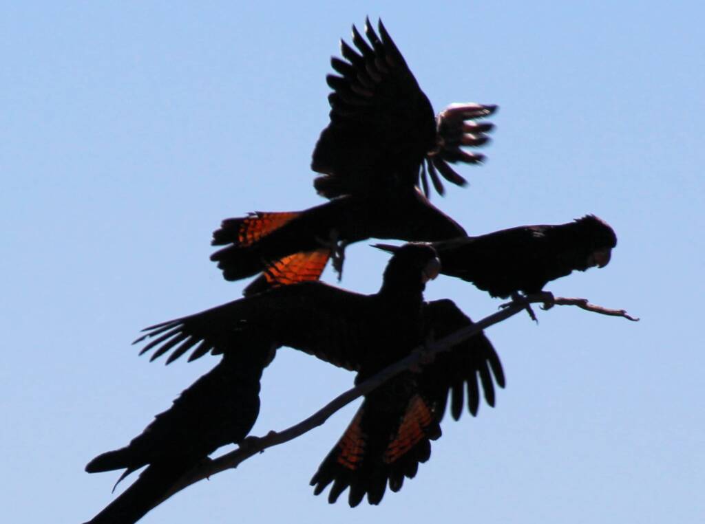 Red-tailed Black Cockatoo (Calyptorhynchus banksii)