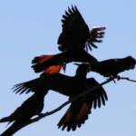 Red-tailed Black Cockatoo (Calyptorhynchus banksii)