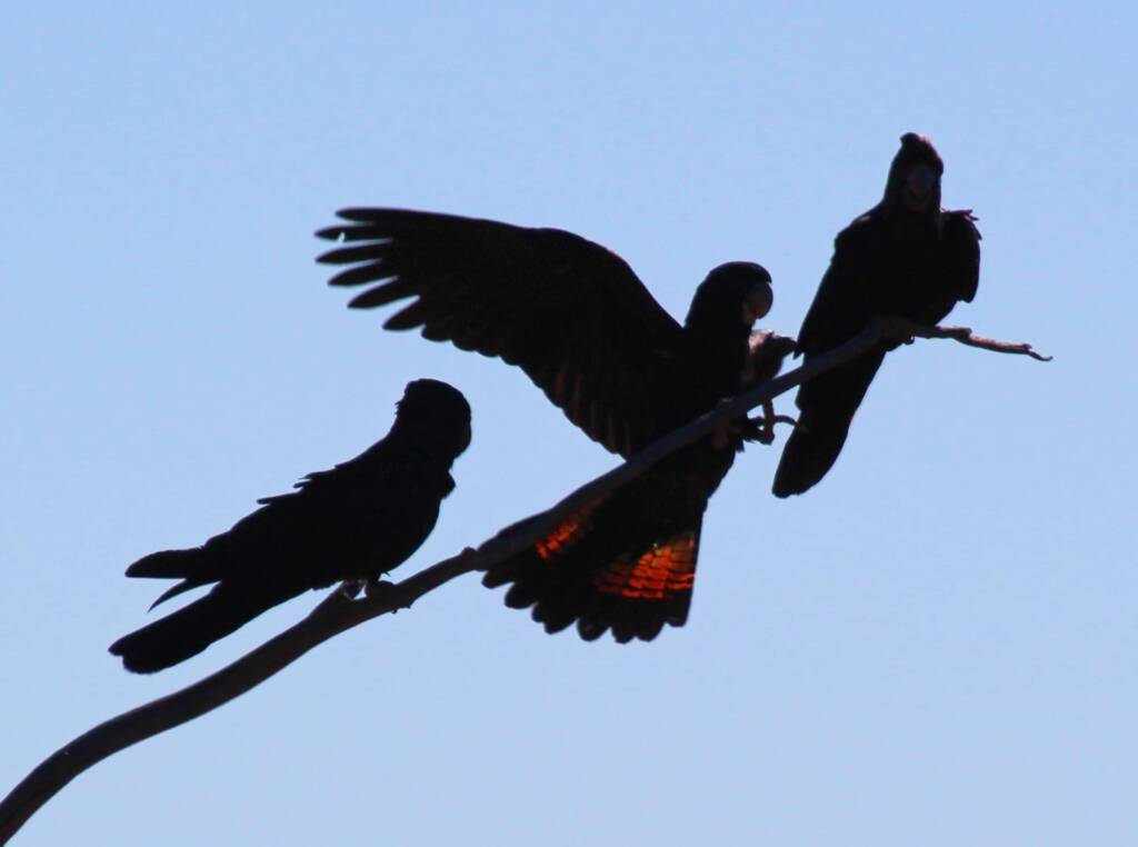 Red-tailed Black Cockatoo (Calyptorhynchus banksii)