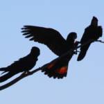 Red-tailed Black Cockatoo (Calyptorhynchus banksii)