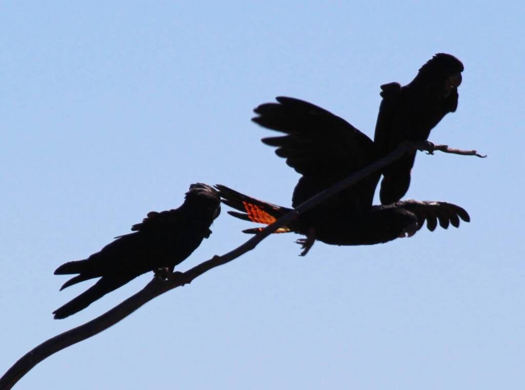 Red-tailed Black Cockatoo (Calyptorhynchus banksii)