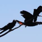 Red-tailed Black Cockatoo (Calyptorhynchus banksii)