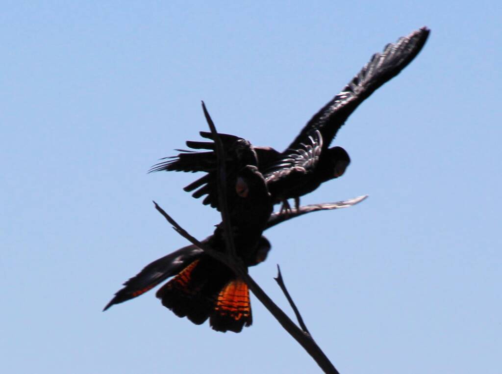 Red-tailed Black Cockatoo (Calyptorhynchus banksii)