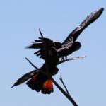 Red-tailed Black Cockatoo (Calyptorhynchus banksii)