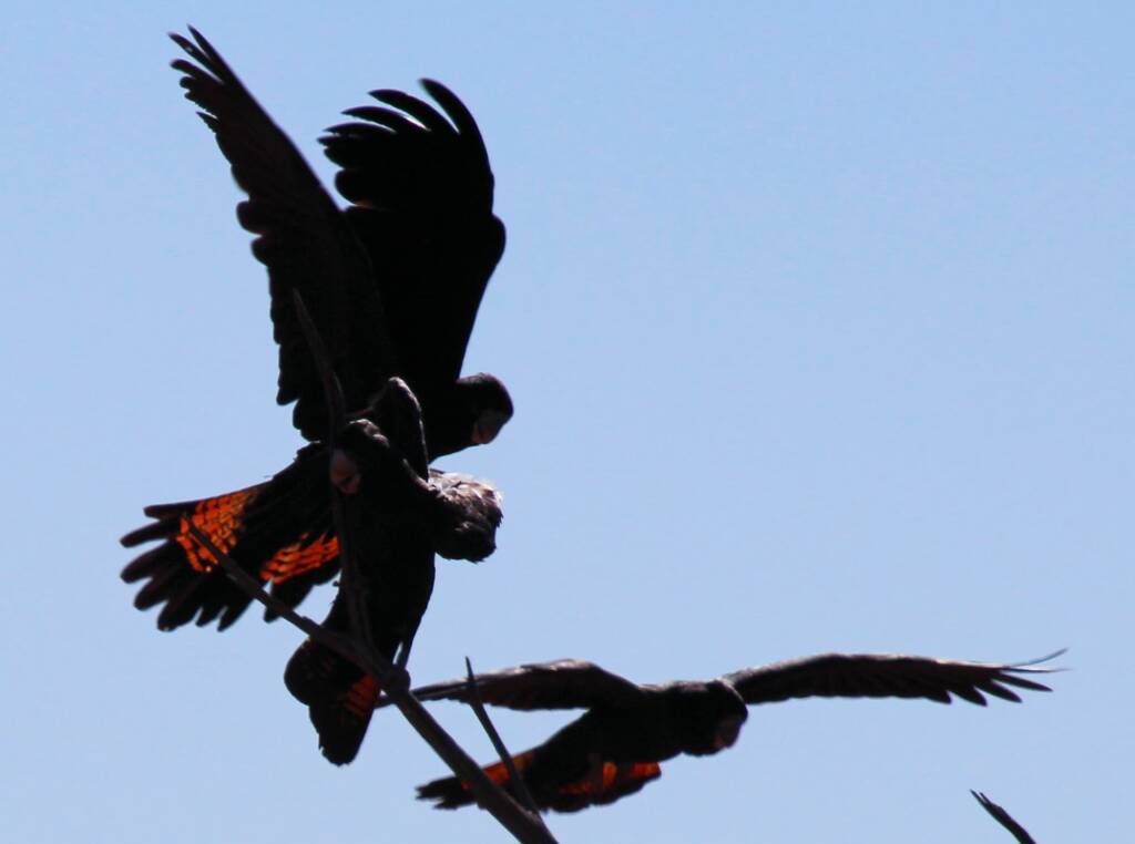 Red-tailed Black Cockatoo (Calyptorhynchus banksii)
