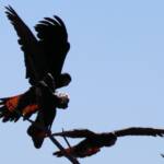 Red-tailed Black Cockatoo (Calyptorhynchus banksii)