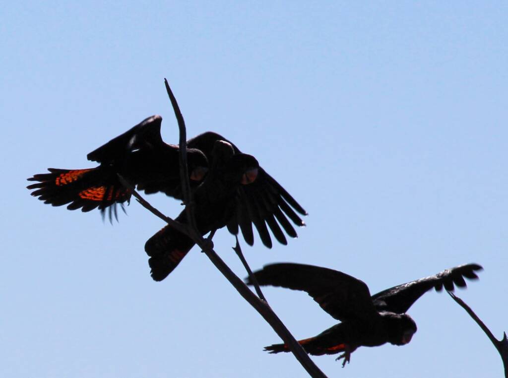 Red-tailed Black Cockatoo (Calyptorhynchus banksii)