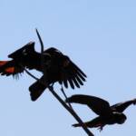 Red-tailed Black Cockatoo (Calyptorhynchus banksii)