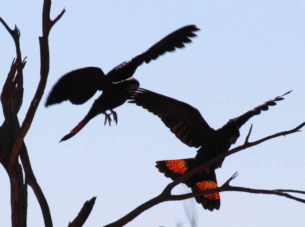 Red-tailed Black Cockatoo (Calyptorhynchus banksii)