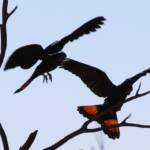 Red-tailed Black Cockatoo (Calyptorhynchus banksii)