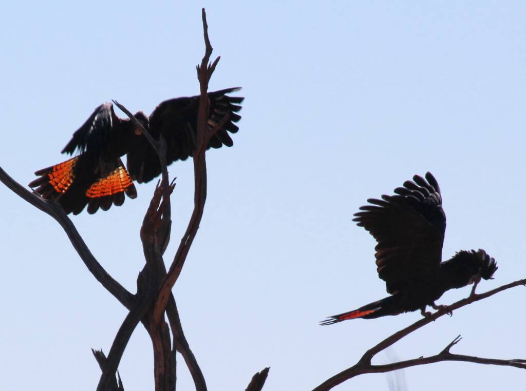 Red-tailed Black Cockatoo (Calyptorhynchus banksii)