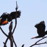 Red-tailed Black Cockatoo (Calyptorhynchus banksii)
