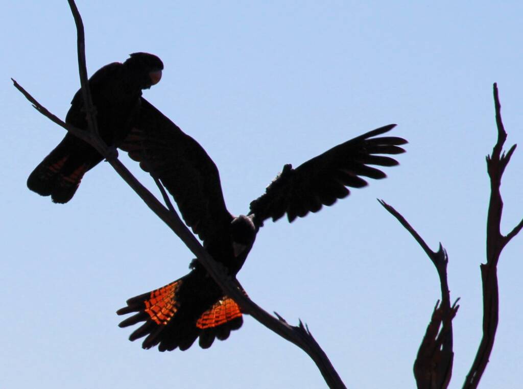 Red-tailed Black Cockatoo (Calyptorhynchus banksii)
