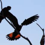 Red-tailed Black Cockatoo (Calyptorhynchus banksii)