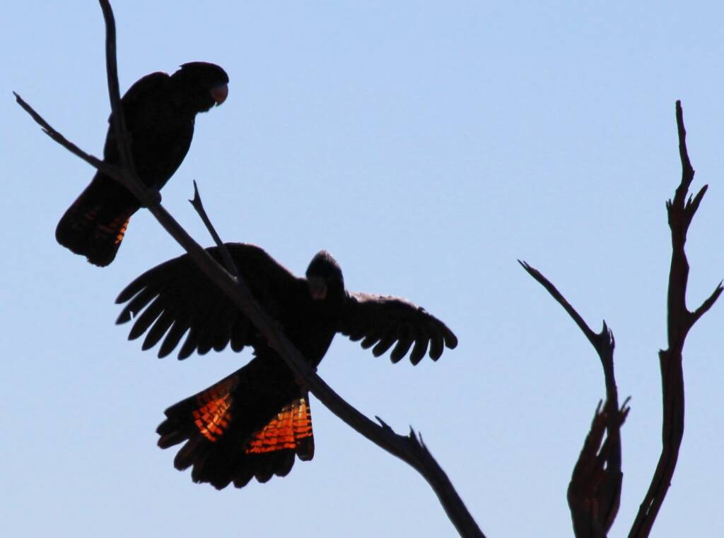 Red-tailed Black Cockatoo (Calyptorhynchus banksii)