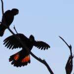 Red-tailed Black Cockatoo (Calyptorhynchus banksii)
