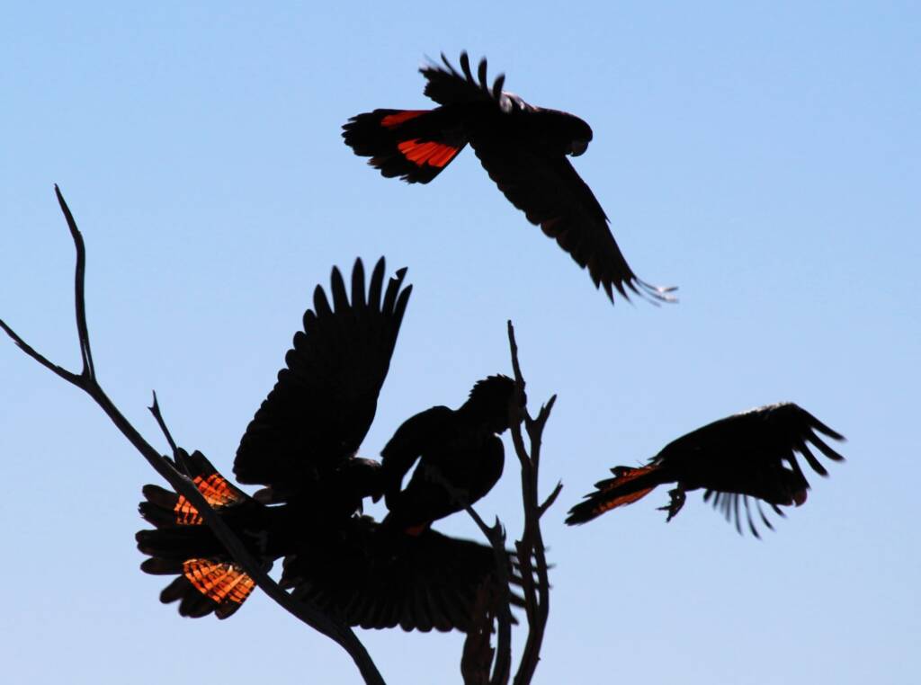 Red-tailed Black Cockatoo (Calyptorhynchus banksii)