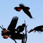 Red-tailed Black Cockatoo (Calyptorhynchus banksii)