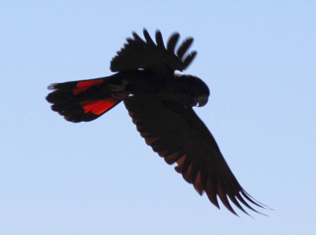 Red-tailed Black Cockatoo (Calyptorhynchus banksii)