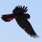Red-tailed Black Cockatoo (Calyptorhynchus banksii)