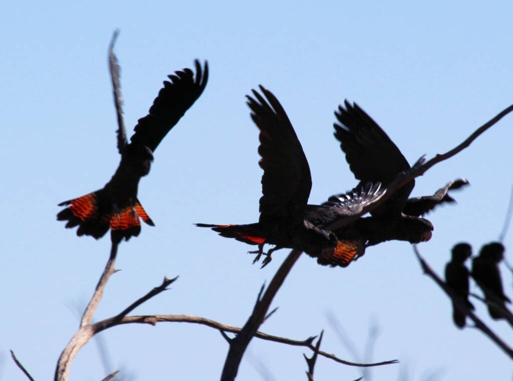 Red-tailed Black Cockatoo (Calyptorhynchus banksii)