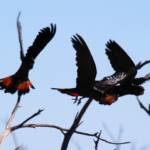 Red-tailed Black Cockatoo (Calyptorhynchus banksii)