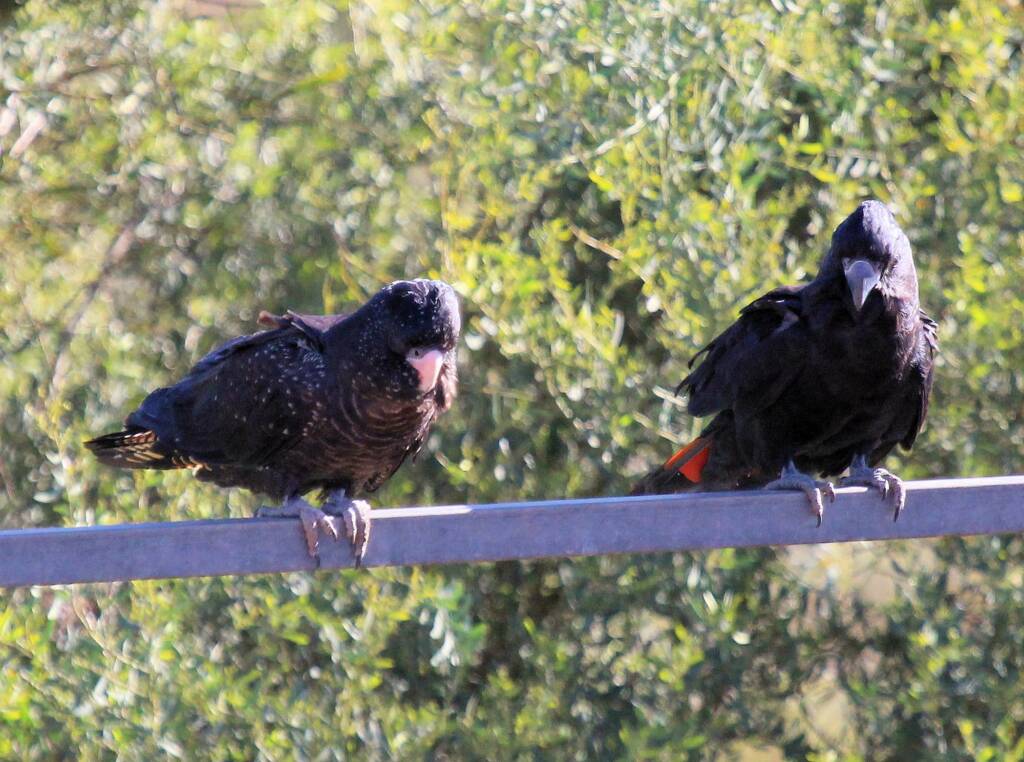 Red-tailed Black Cockatoo (Calyptorhynchus banksii)