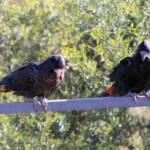 Red-tailed Black Cockatoo (Calyptorhynchus banksii)