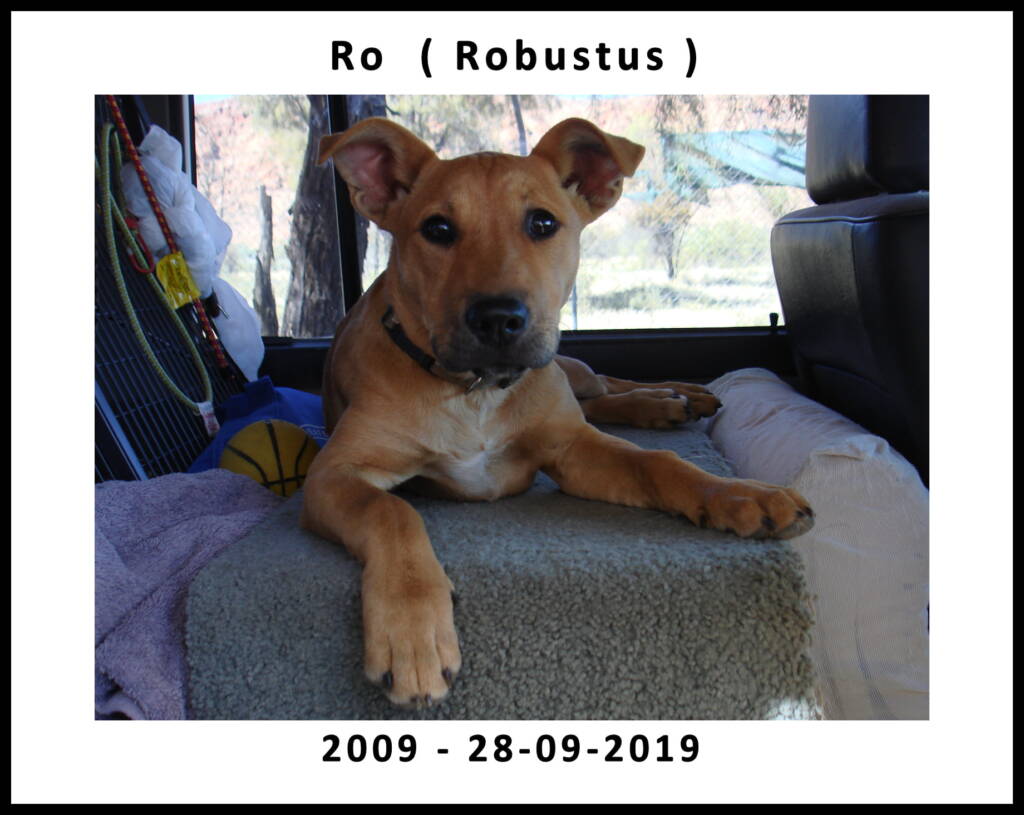 Robustus - 2009 to 28 September 2019