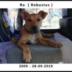 Robustus - 2009 to 28 September 2019
